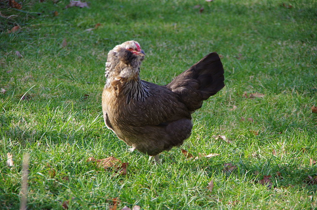 Araucana, Ameraucana or Easter Egger