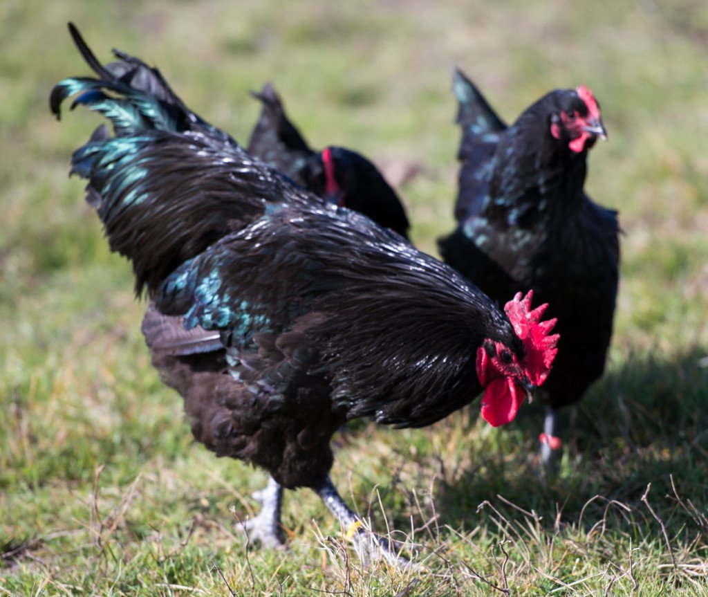 Black Australorp Best Egg laying Chicken Breed