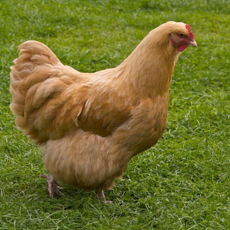 Buff Orpington Best Egg laying Chicken Breed