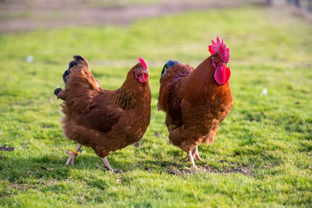 New Hampshire Red Chickens