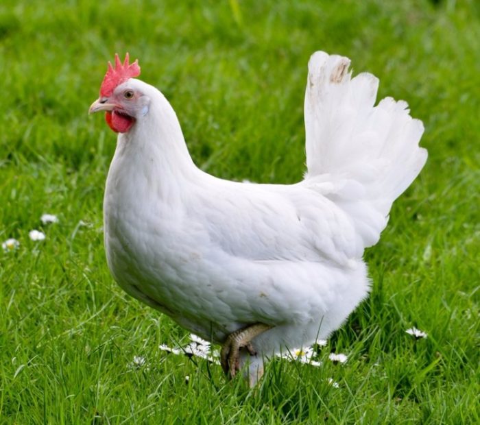 White Leghorn chicken