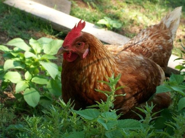 The Golden Comet is a sex linked chicken