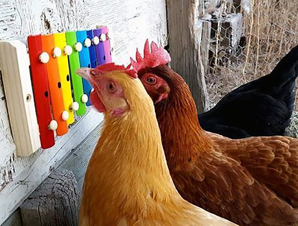 musical toys for chicken