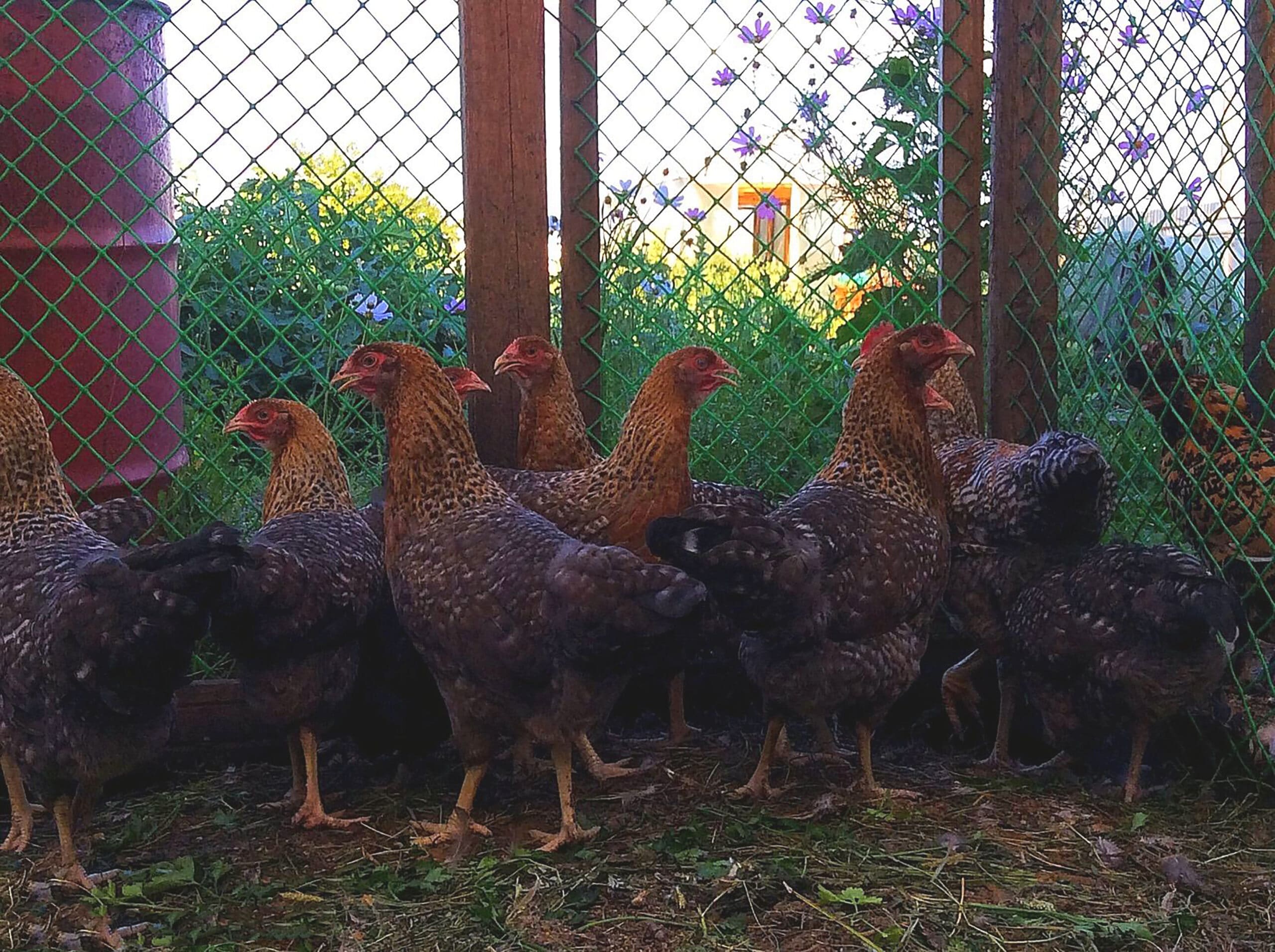 chicken wire fencing