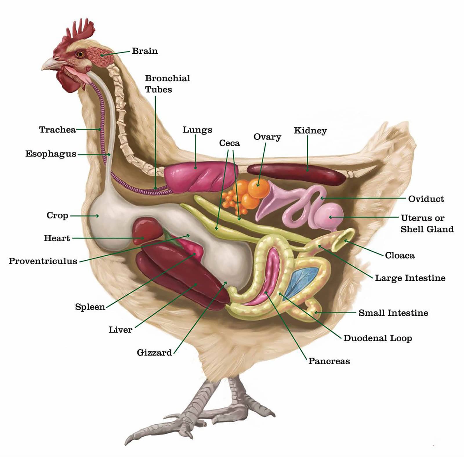 chicken anatomy