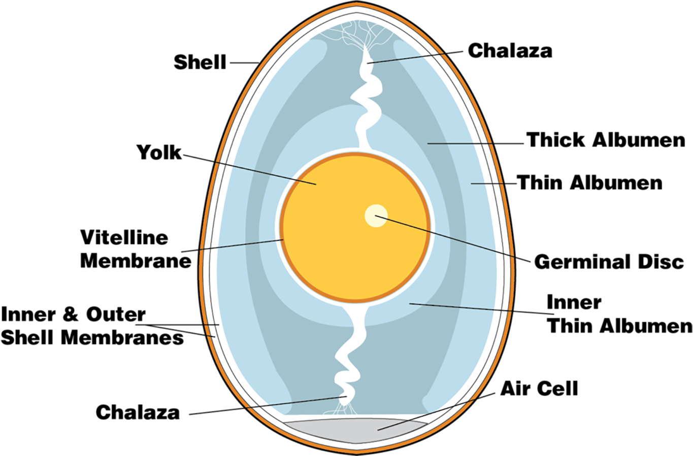 Egg problems and variations egg yolks white shell