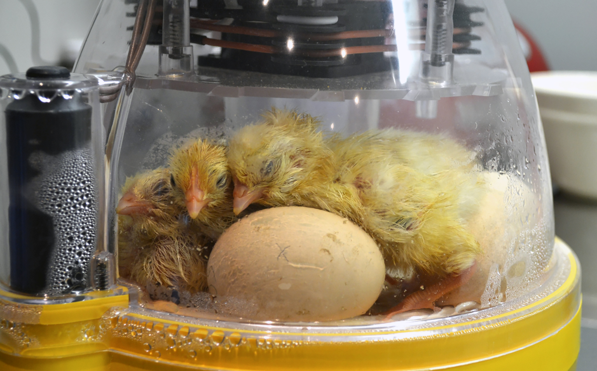 7 eggs chicken incubator