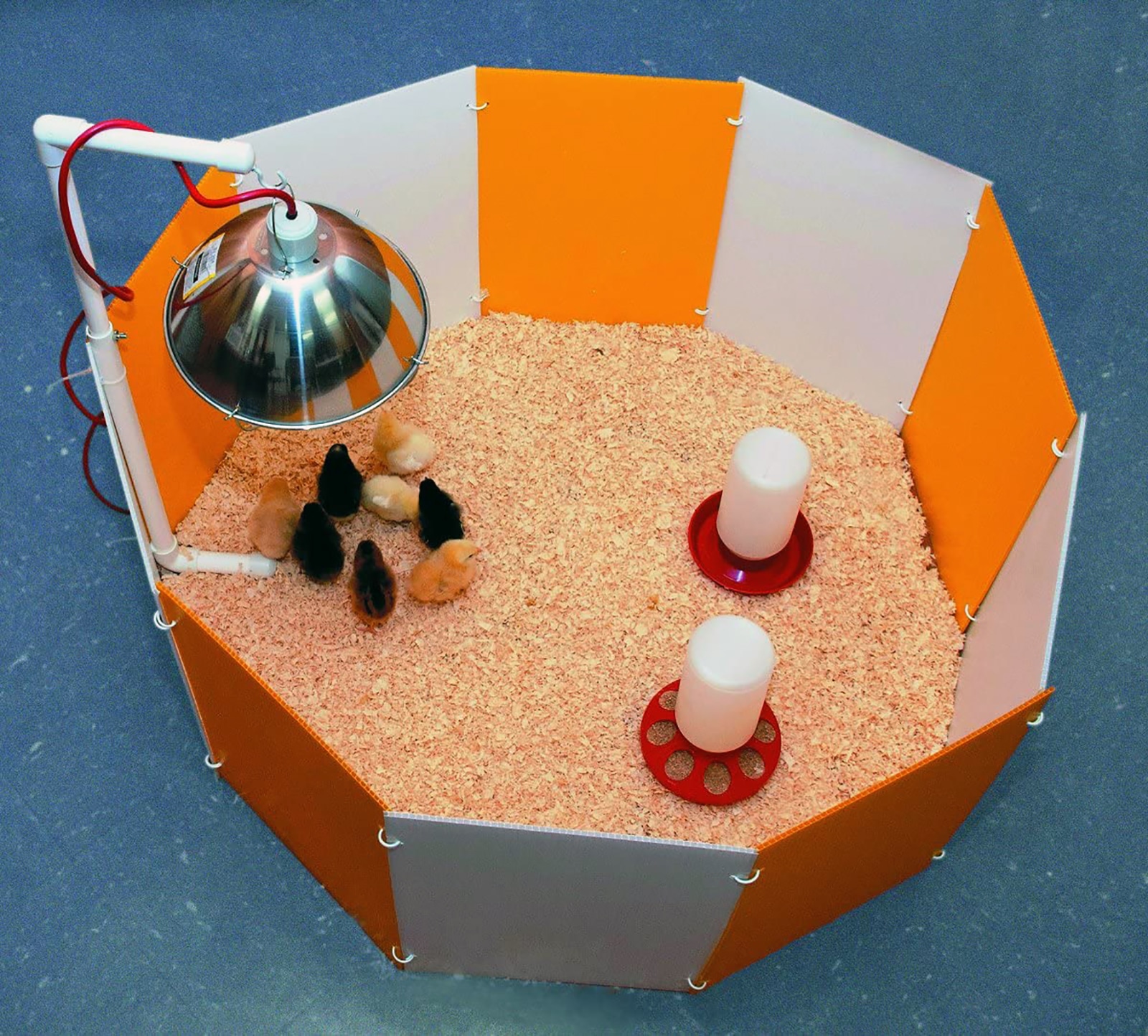 chicken brooder area