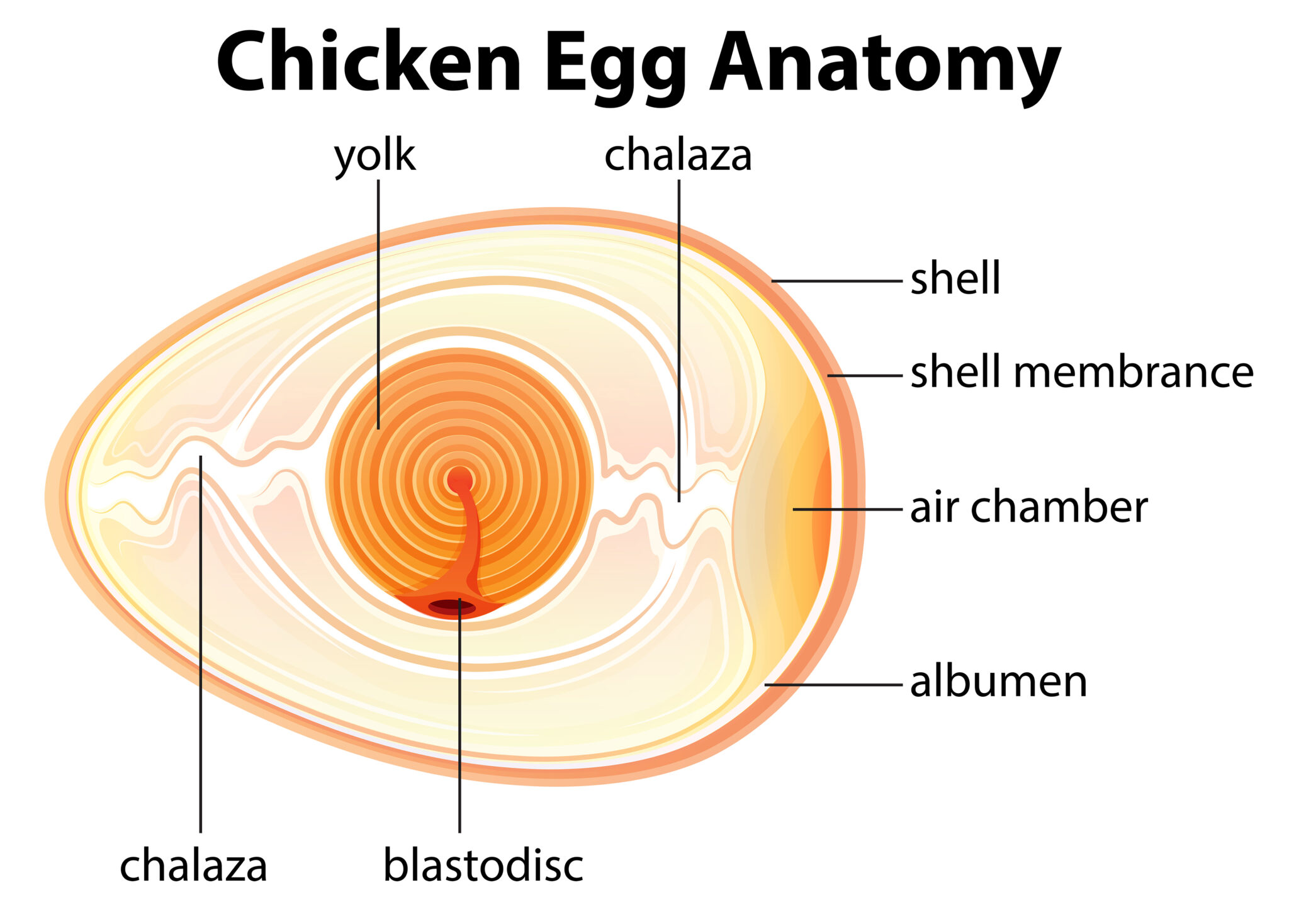 chicken egg anatomy