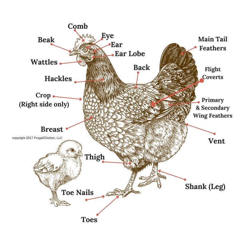 hen anatomy