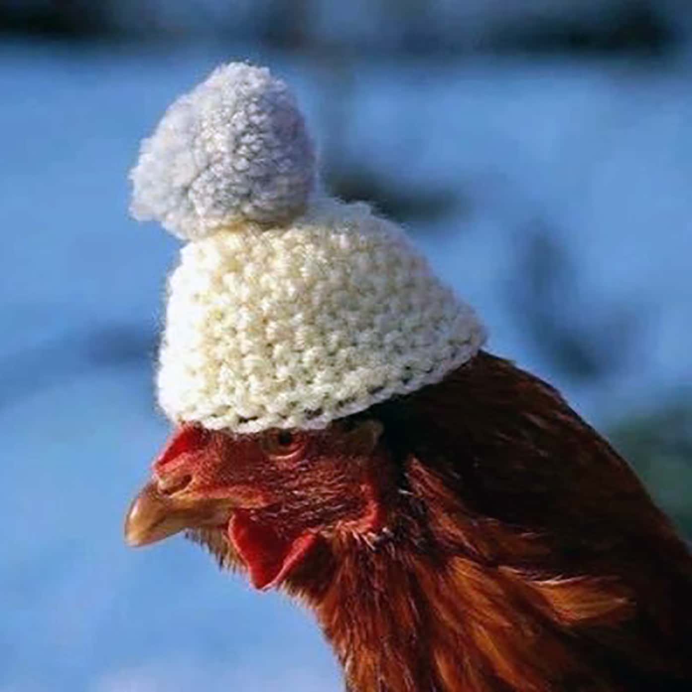 chicken heater for winter