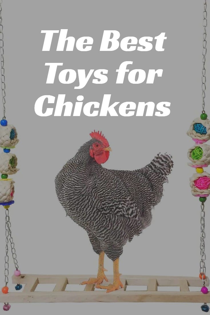 toys for chicks