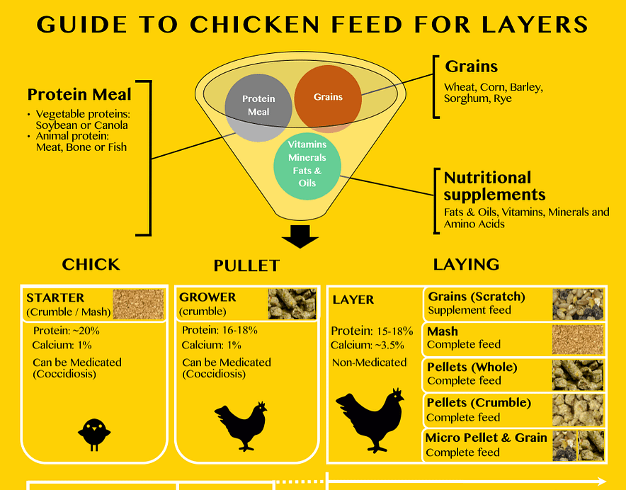 chicken feed for layers
