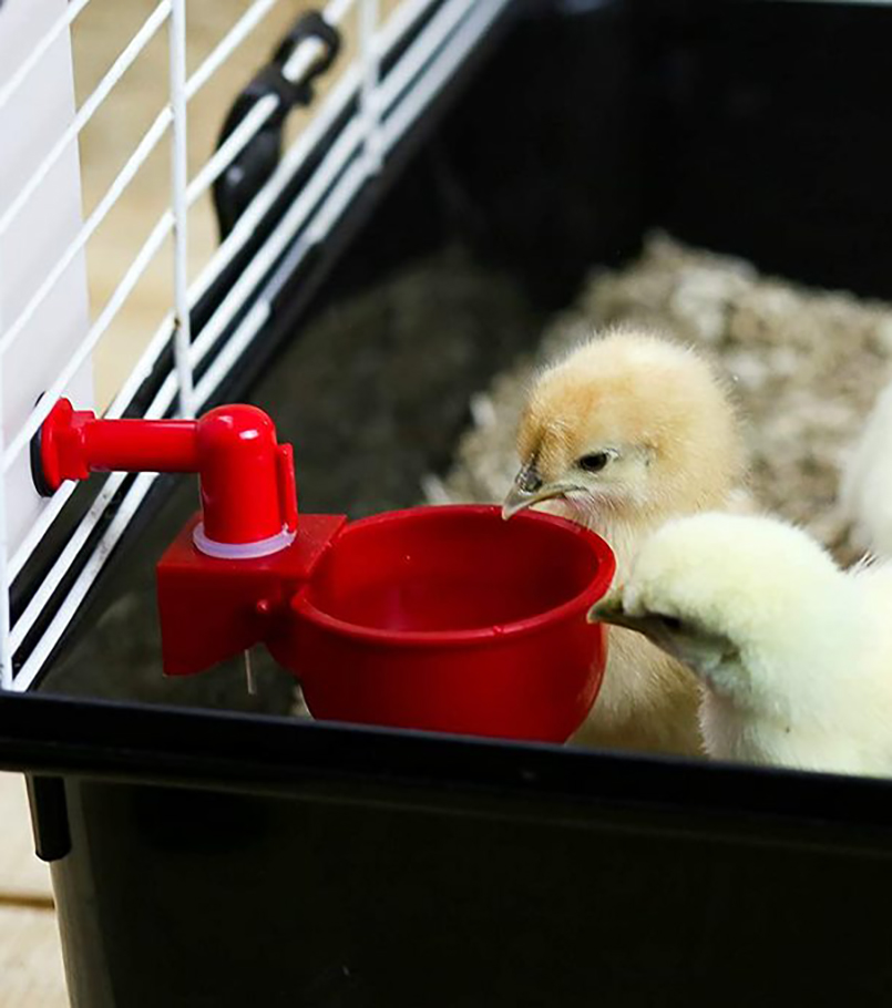 Automatic Chick Cup Waterer