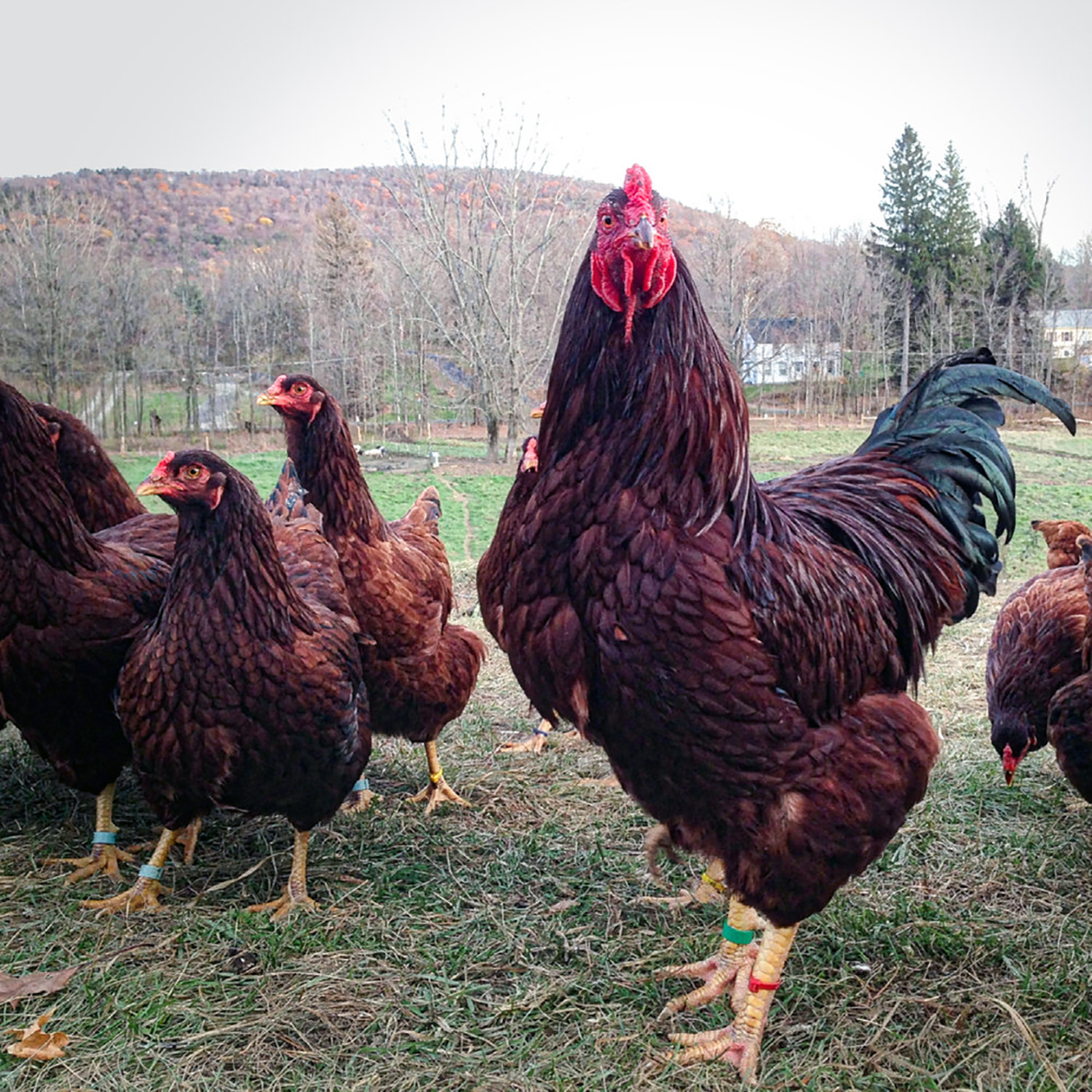 Buckeye breed