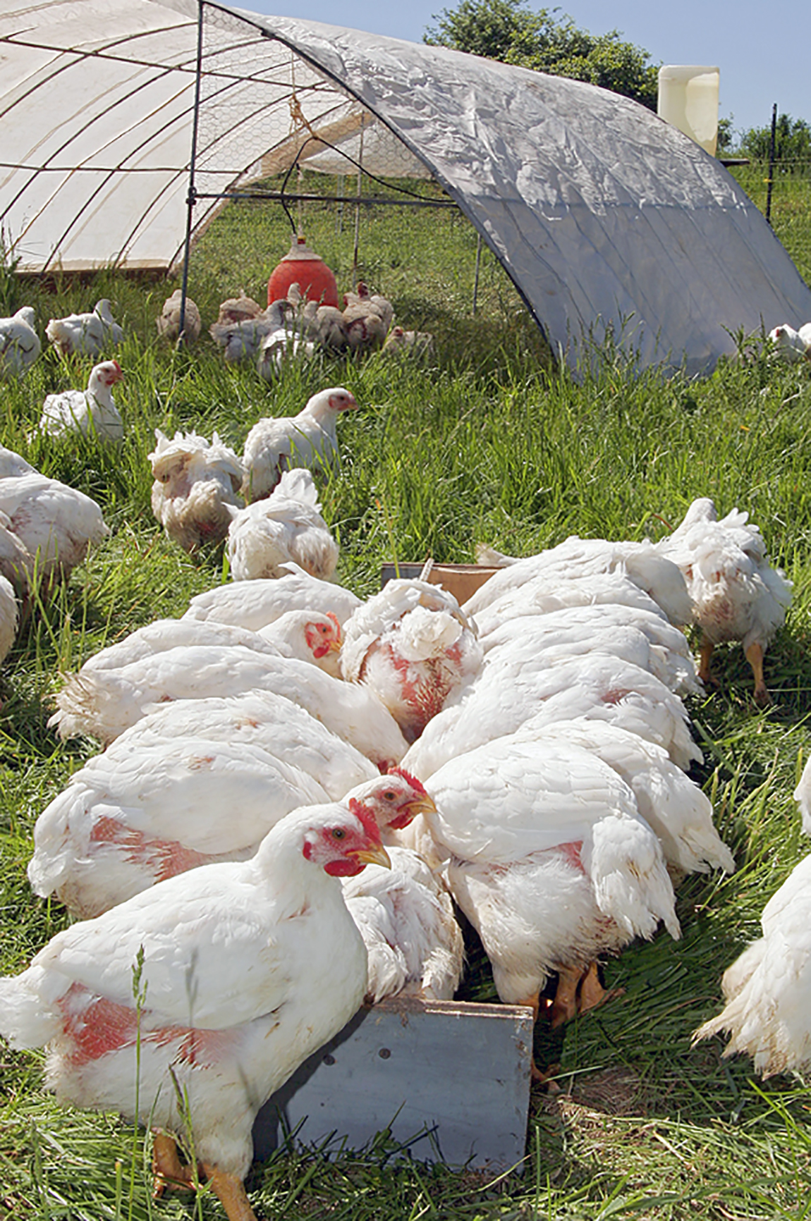 Cornish cross broilers