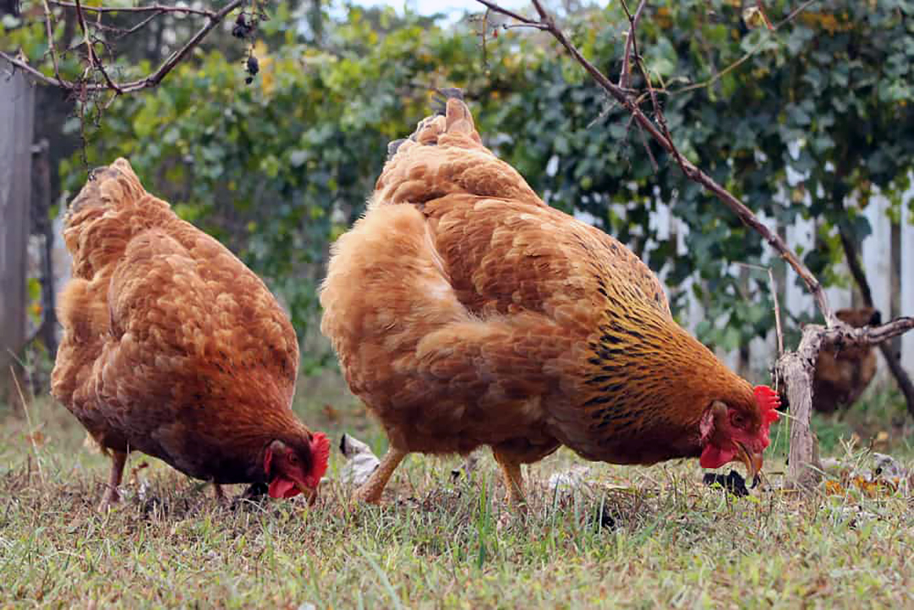 Freedom Rangers chickens