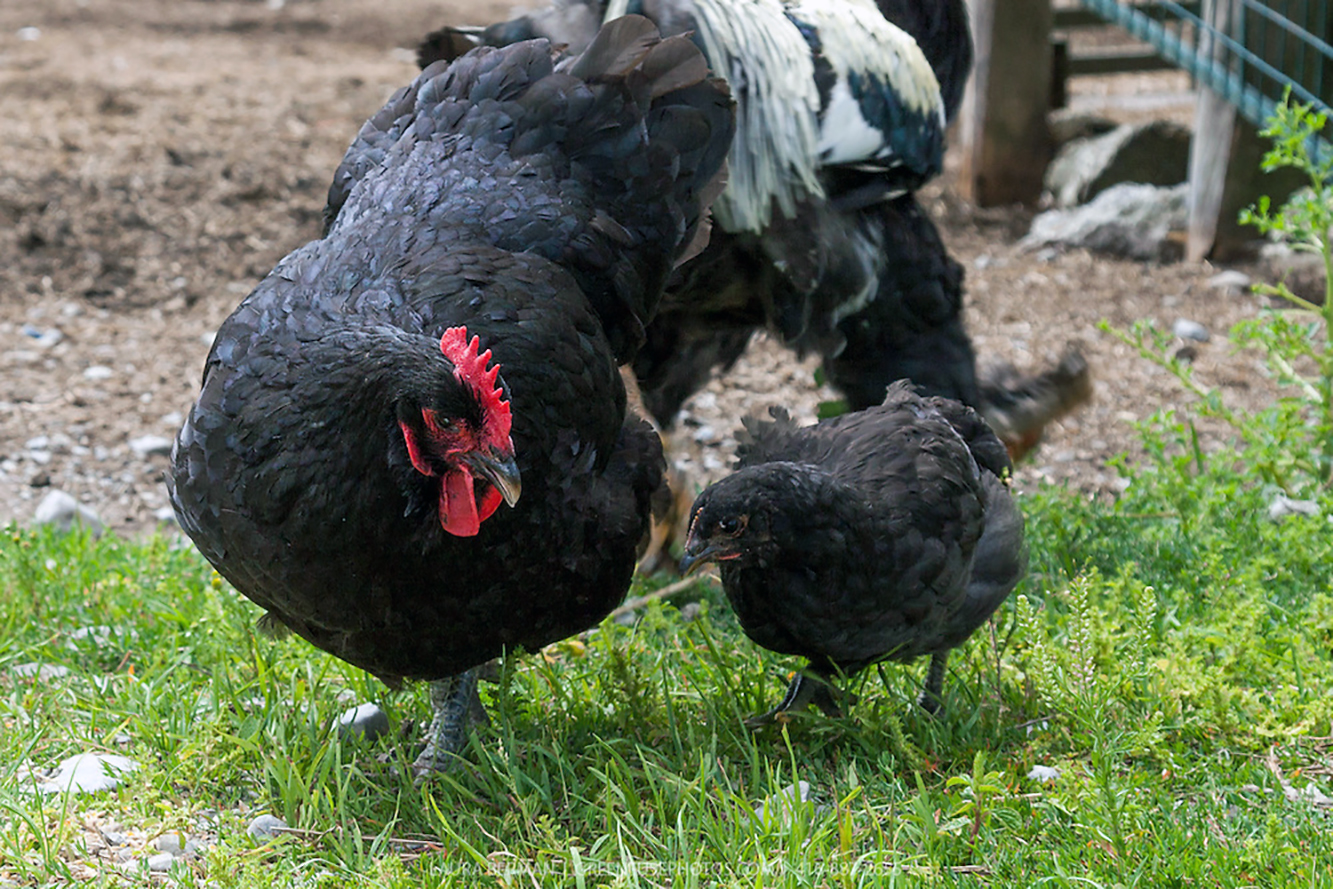 jersey giant chickens