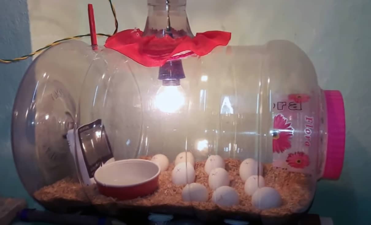 bowl of water for egg incubator