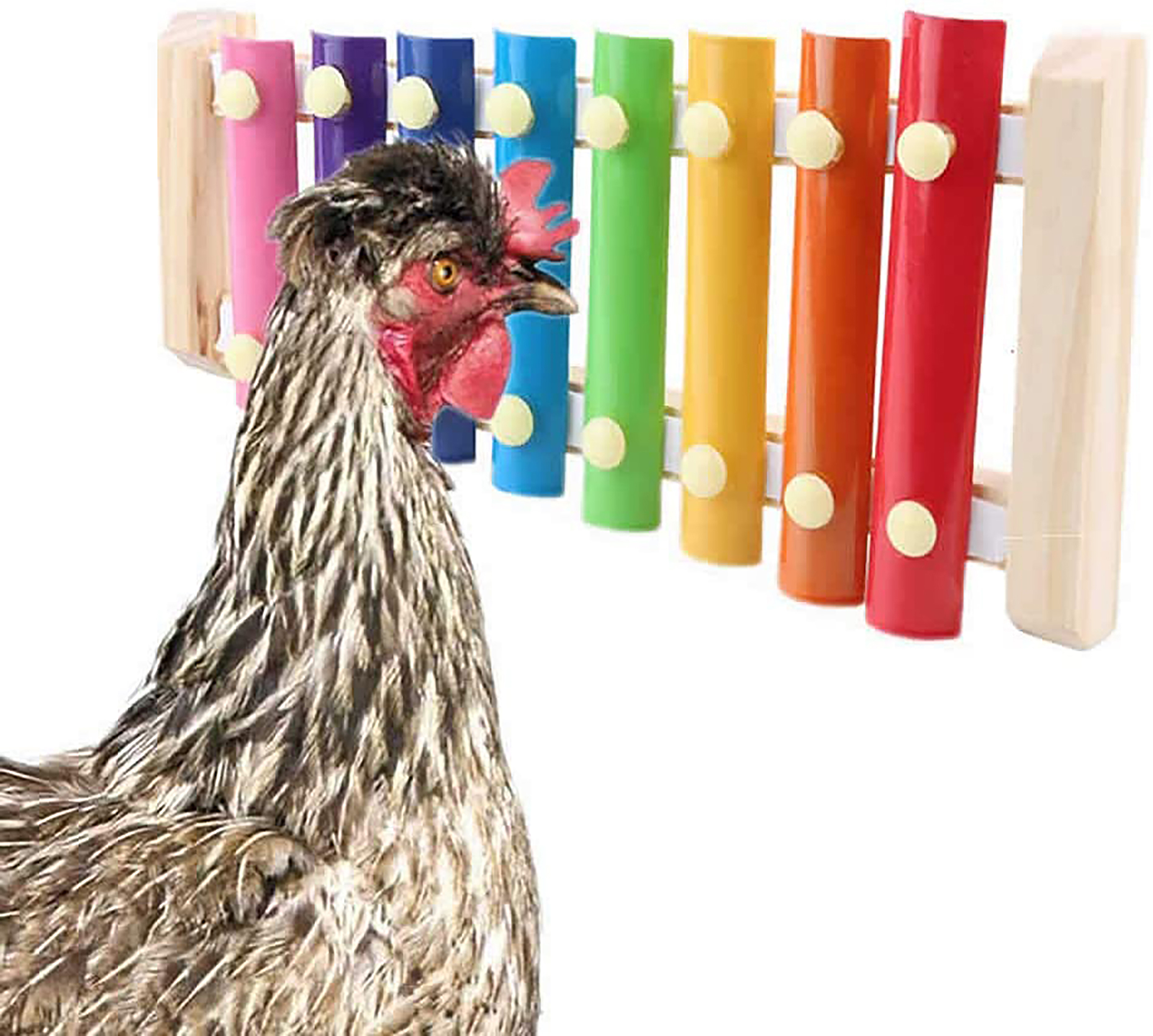 Chicken Pecking Xylophone Toy  review