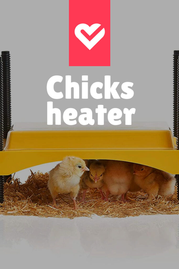 chicken heat