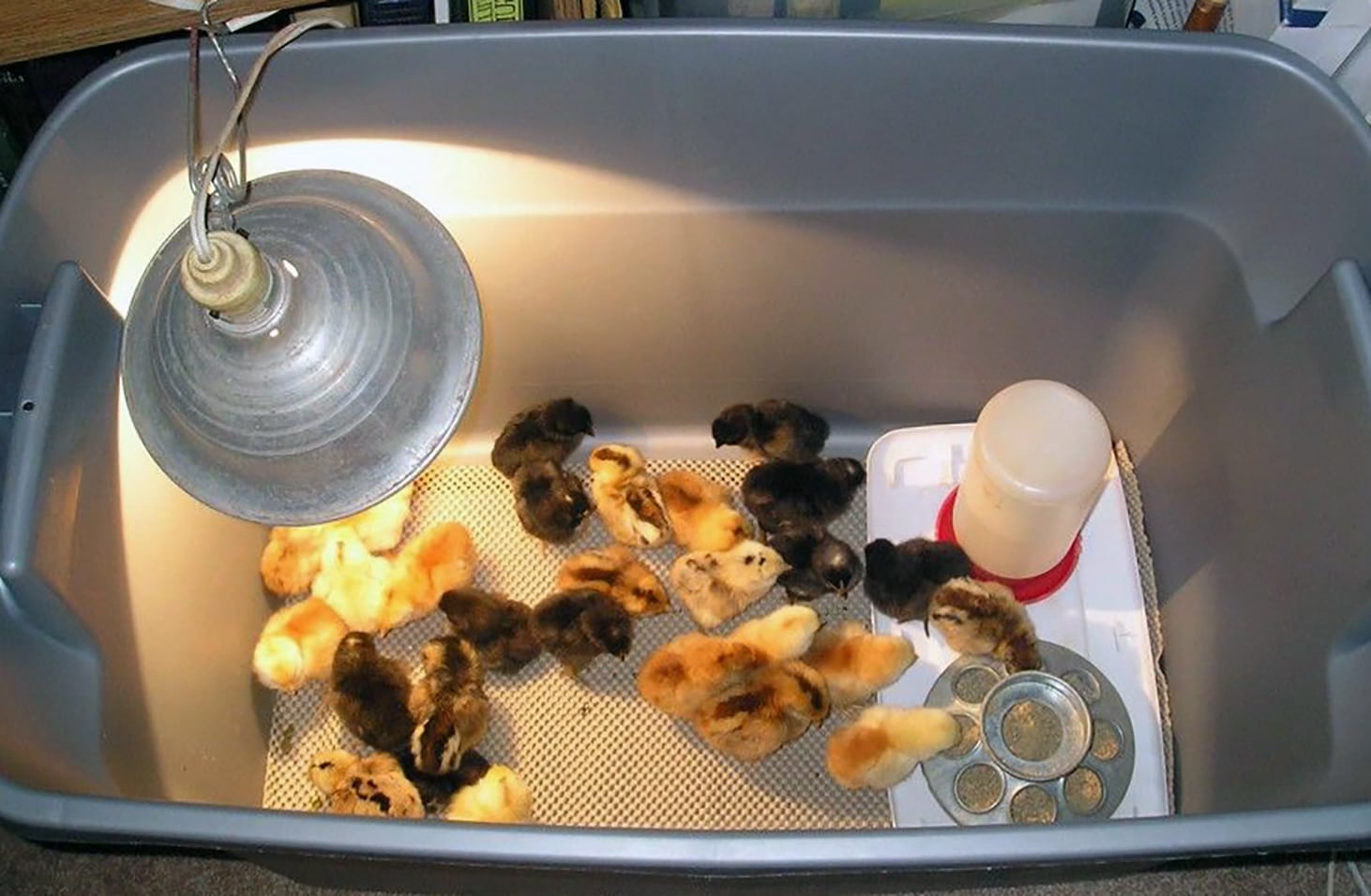 chicks feader